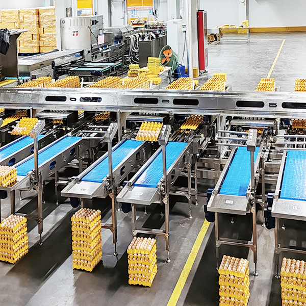 Egg washing grading line